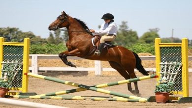 The Role Of Plastic Horse Jumps In Equestrian Competitions